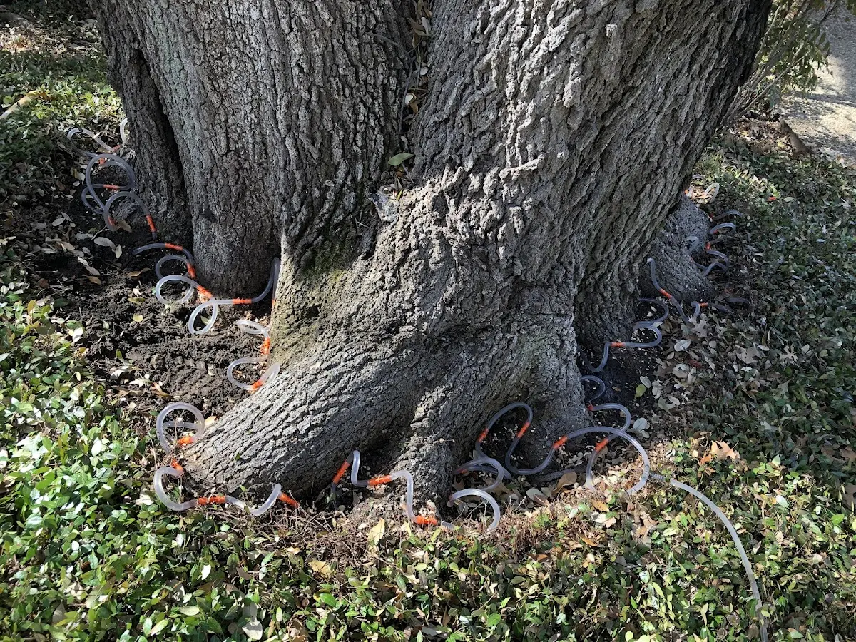Detailed Tree Cabling and Bracing job site in Whitleyville